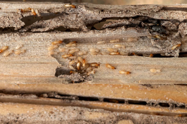 Best Wasp Removal Services  in Drew, MS