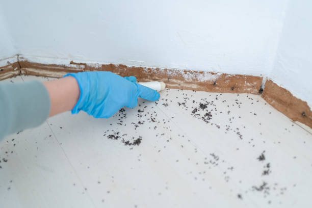 Insect Control in Drew, MS